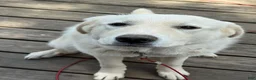 Great Pyrenees dogs for sale: Great Pyrenees 1 - Ad 2