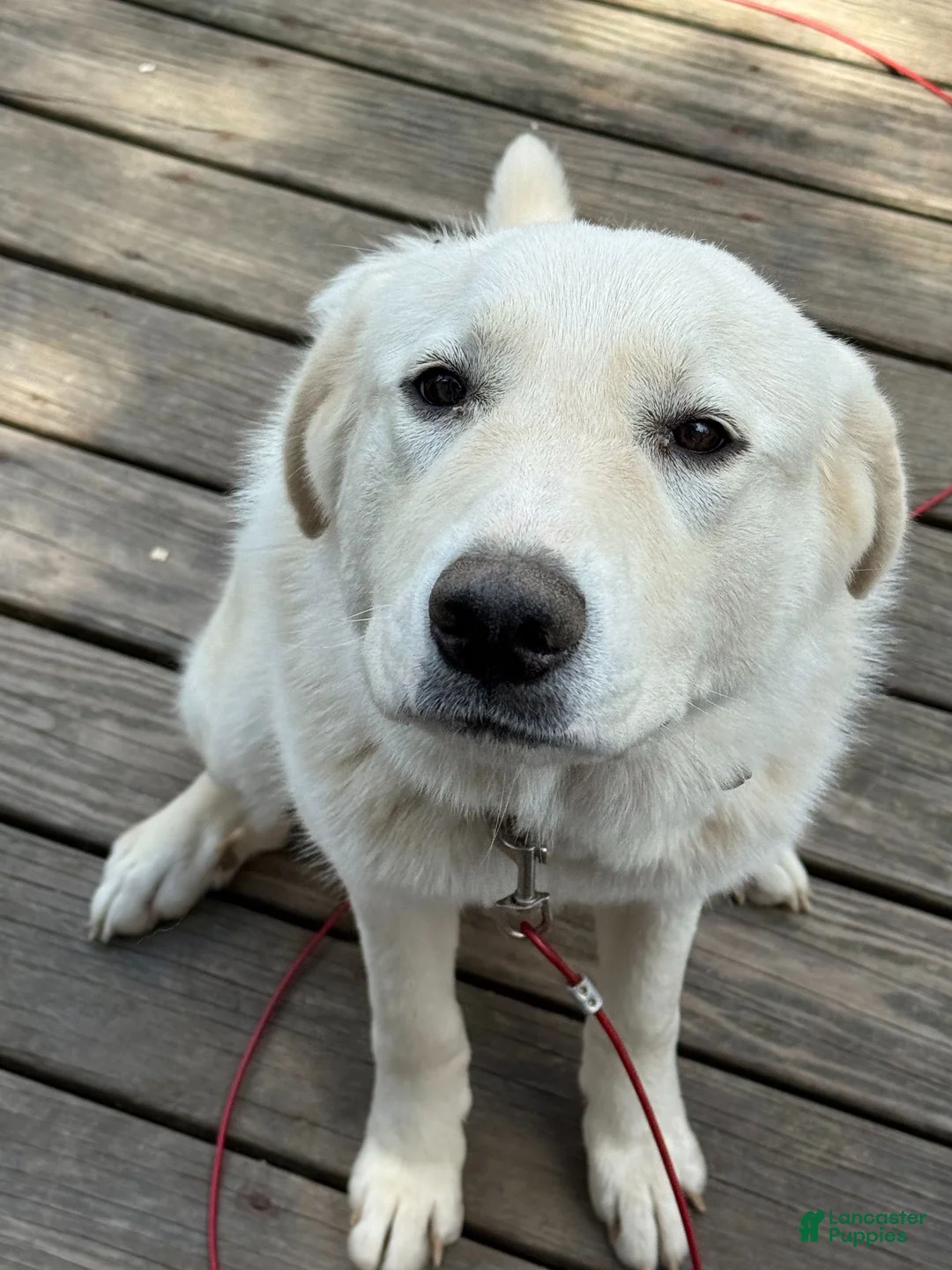 Great Pyrenees dogs for sale: Great Pyrenees 1 - Ad 2