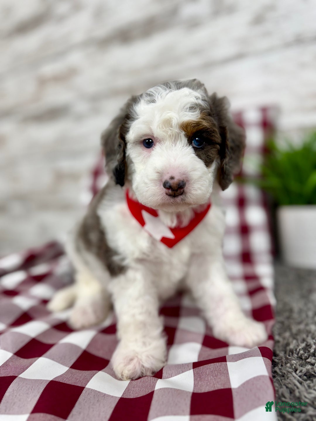 Mini Bernedoodle dogs for sale: Enzo - Ad 8