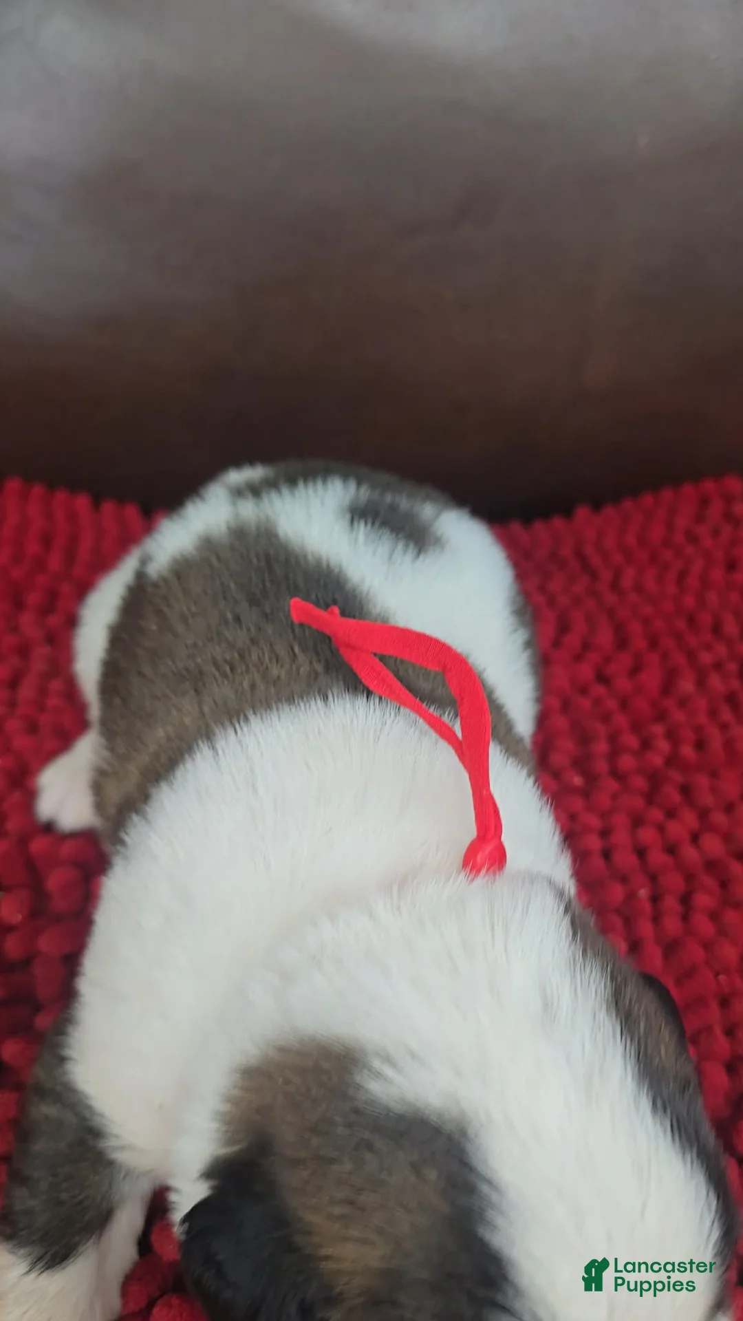 Saint Bernard dogs for sale: Timmy (red) - Ad 2