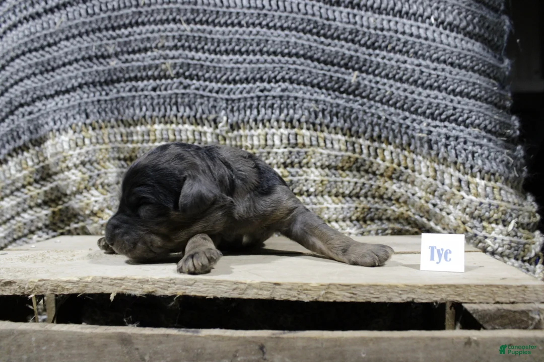 Mini Goldendoodle dogs for sale: Tye - Ad 1