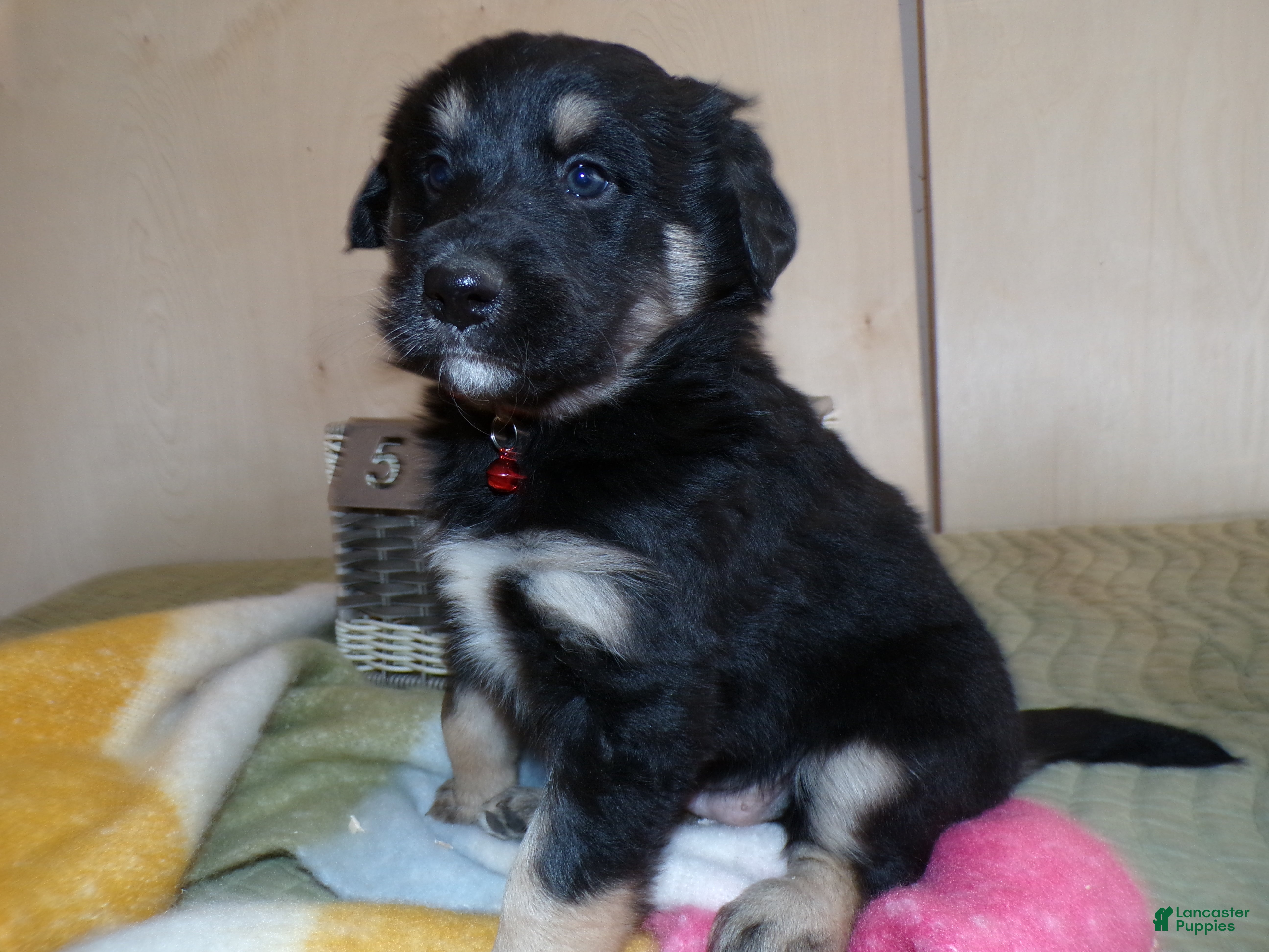 Border Collie dogs Border Collie Puppy 5 Saratoga - Ad 16