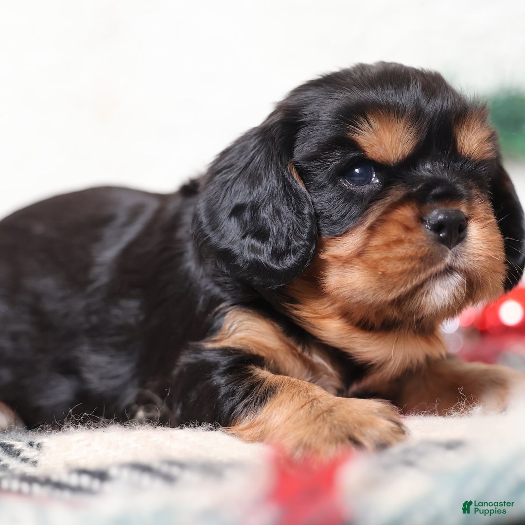 Cavalier King Charles Spaniel dogs for sale: Gizmo | Genetically Screened  - Ad 5