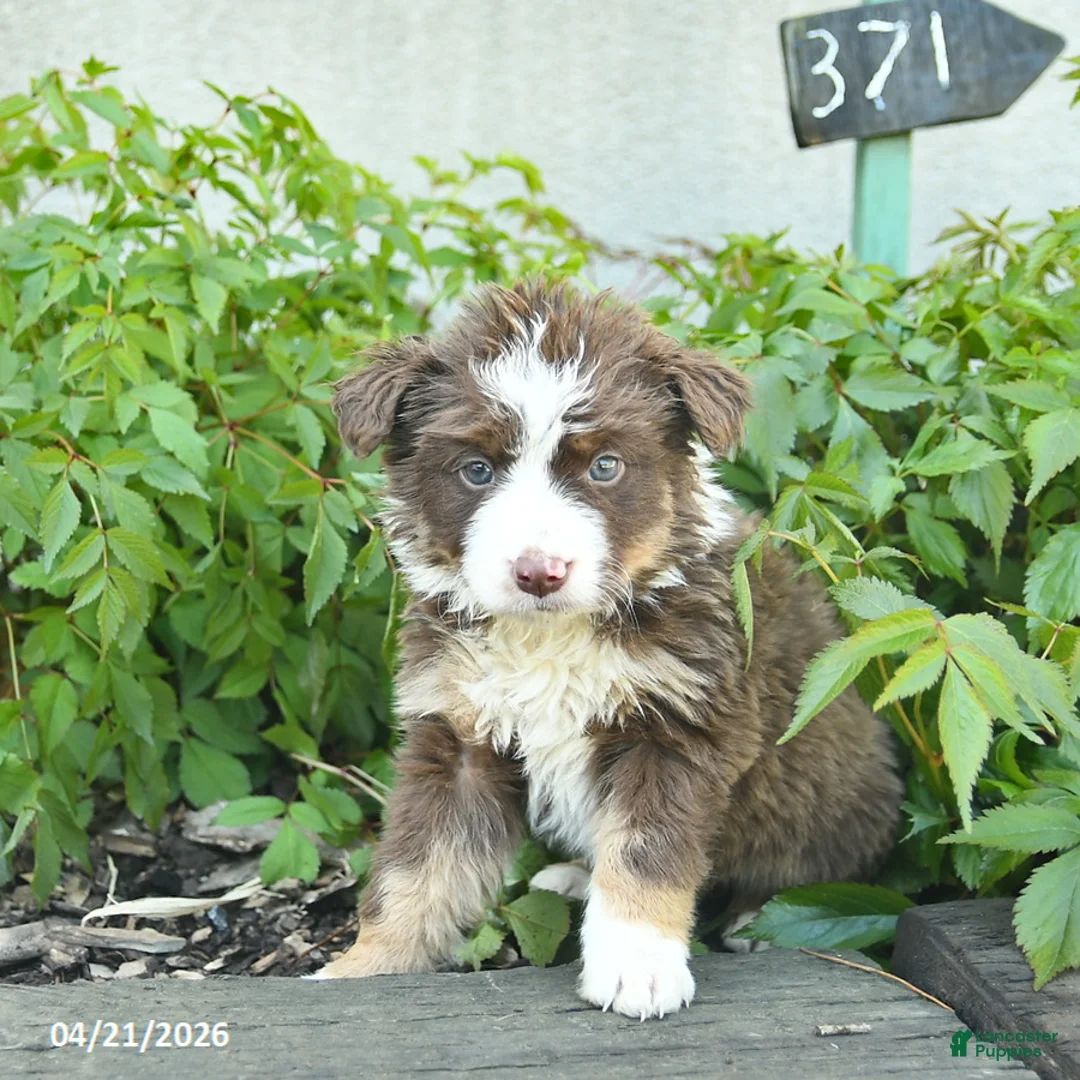 Border Collie dogs for sale: Cassie   - Ad 3