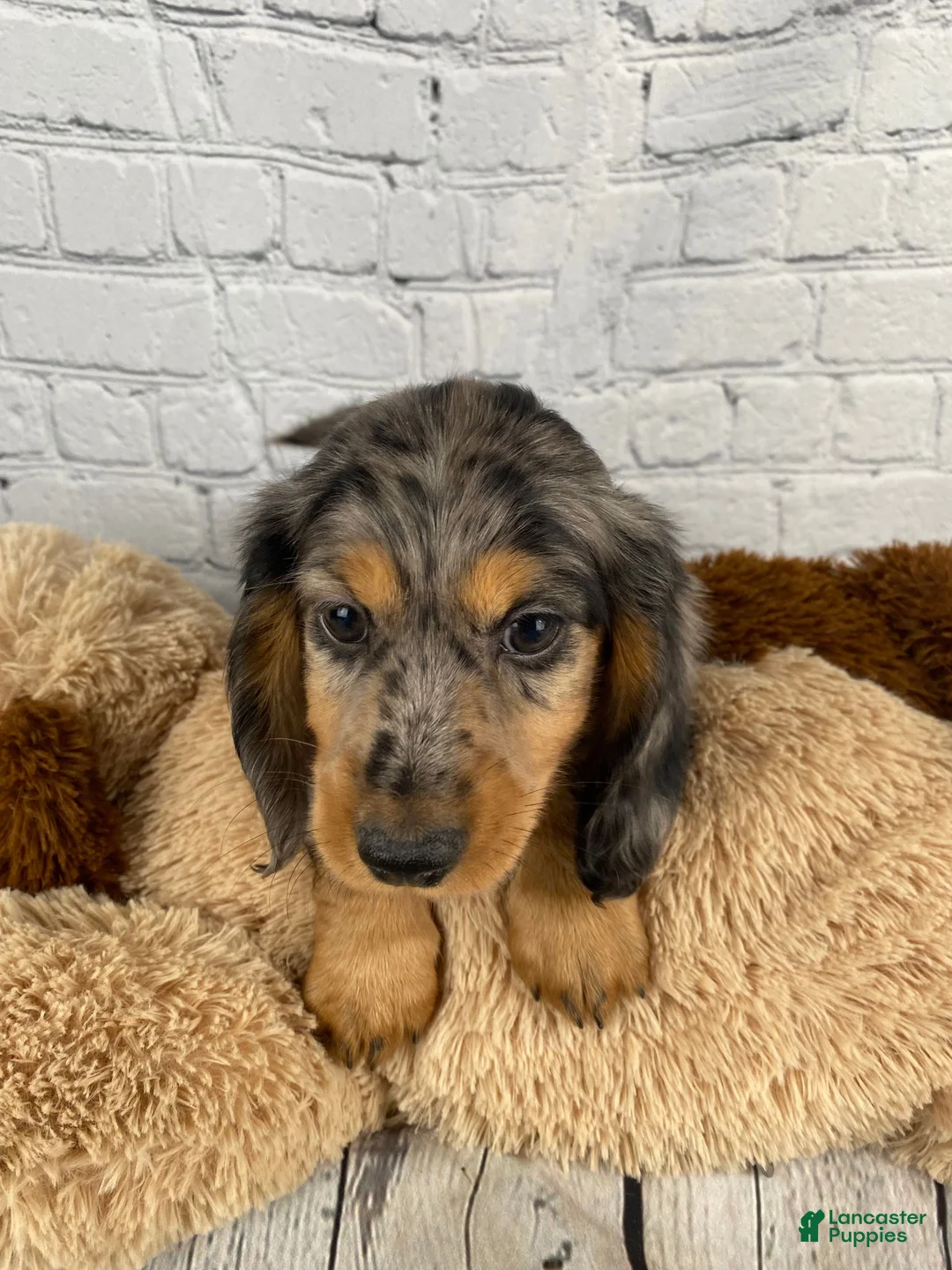 Miniature Dachshund dogs for sale: Merle - Ad 2