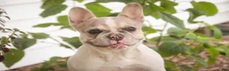 French Bulldog dogs for sale: Juliet - Ad 5