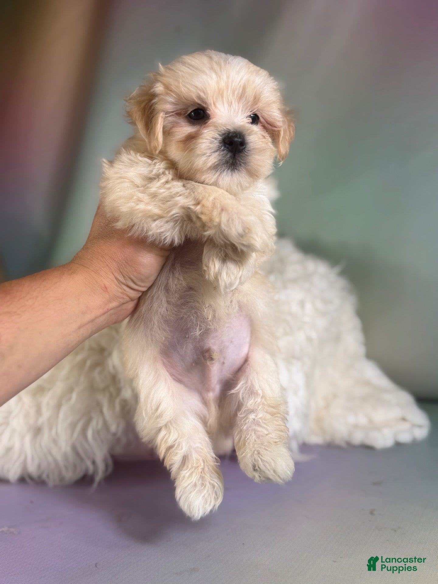 Morkie dogs Toby - Ad 1
