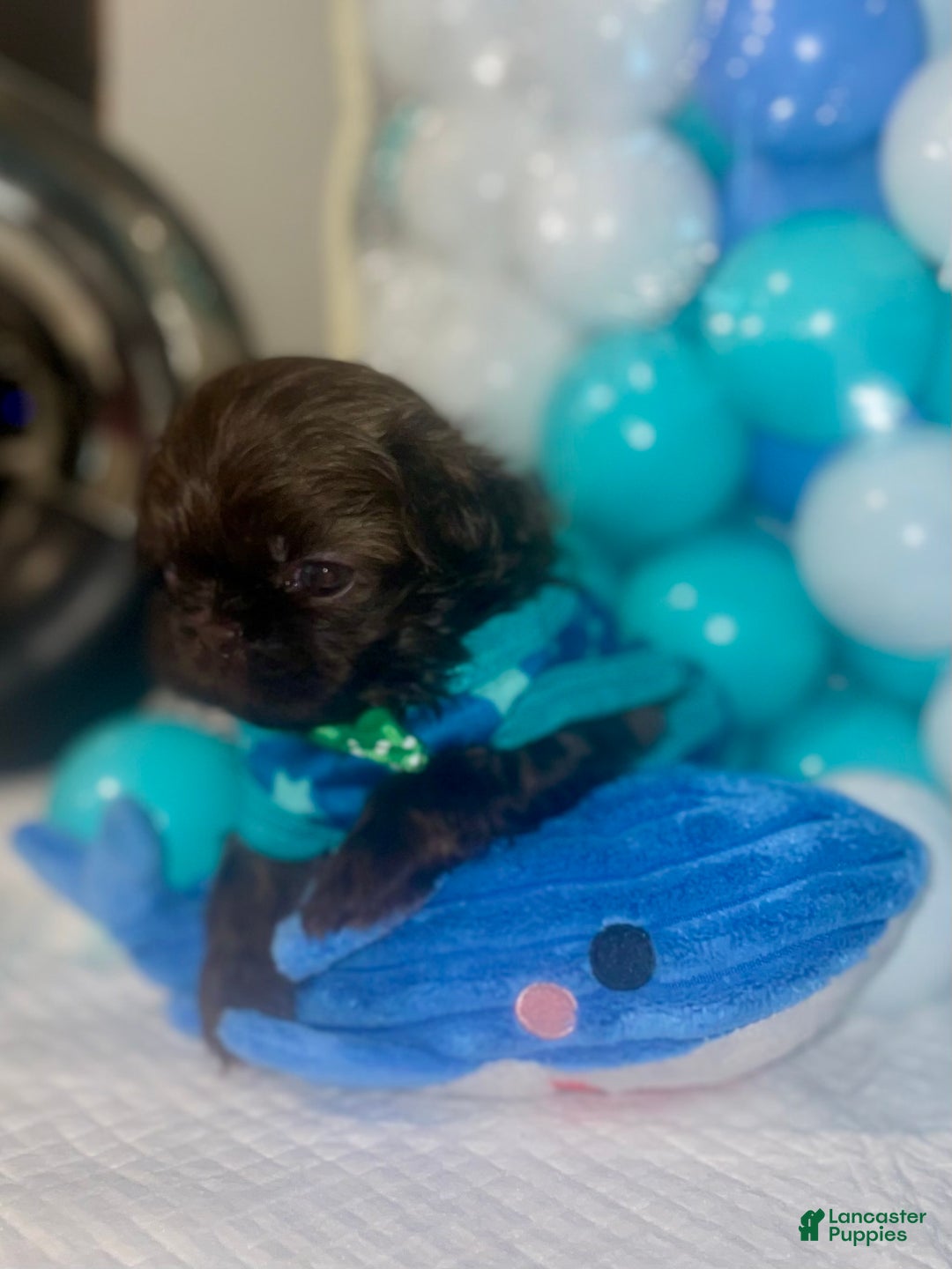Shih Tzu dogs for sale: Shih Tzu Puppy 4 - Ad 5