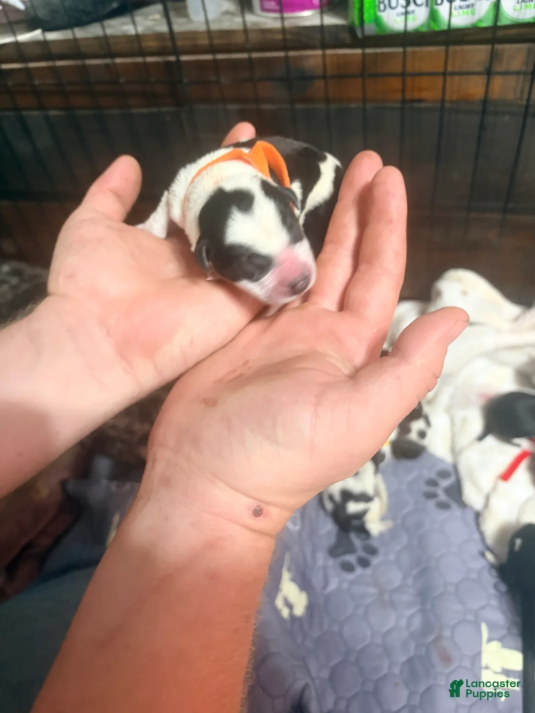 Australian Cattle Dog dogs for sale: Australian Cattle Dog 3 - Ad 2