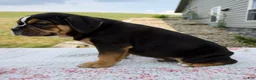 Beabull dogs for sale: Bentley - Ad 5