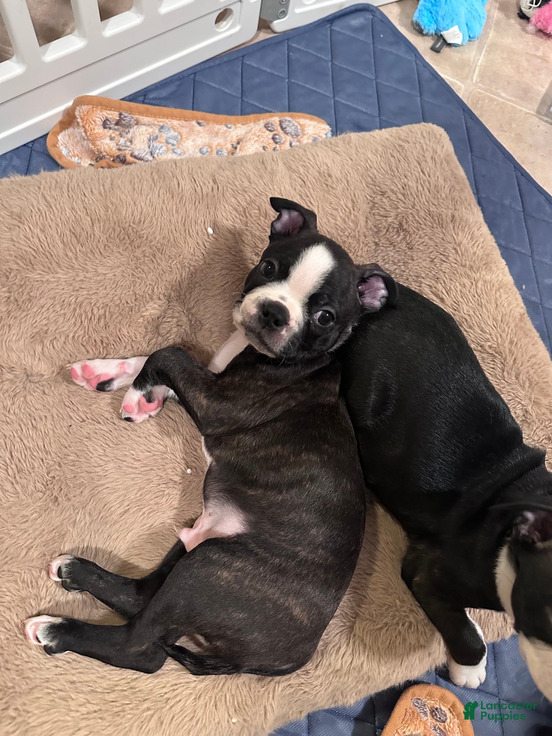 Boston Terrier dogs for sale: Reba - Ad 4