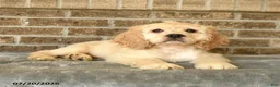 Cocker Spaniel dogs for sale: Maxwell - Ad 1