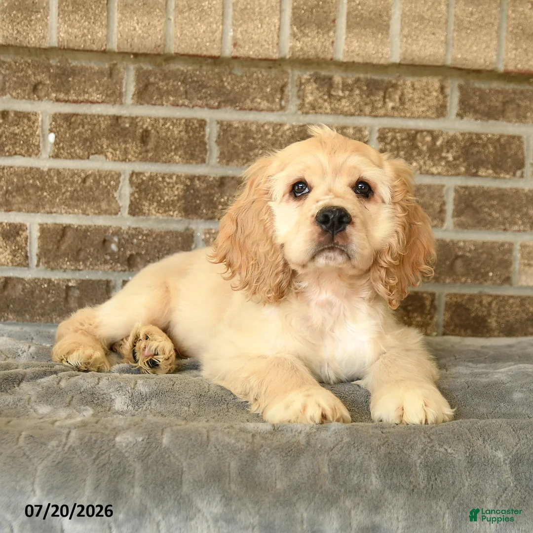 Cocker Spaniel dogs for sale: Maxwell - Ad 1