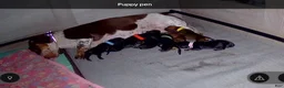 Dachshund dogs for sale: Dachshund 6 - Ad 1