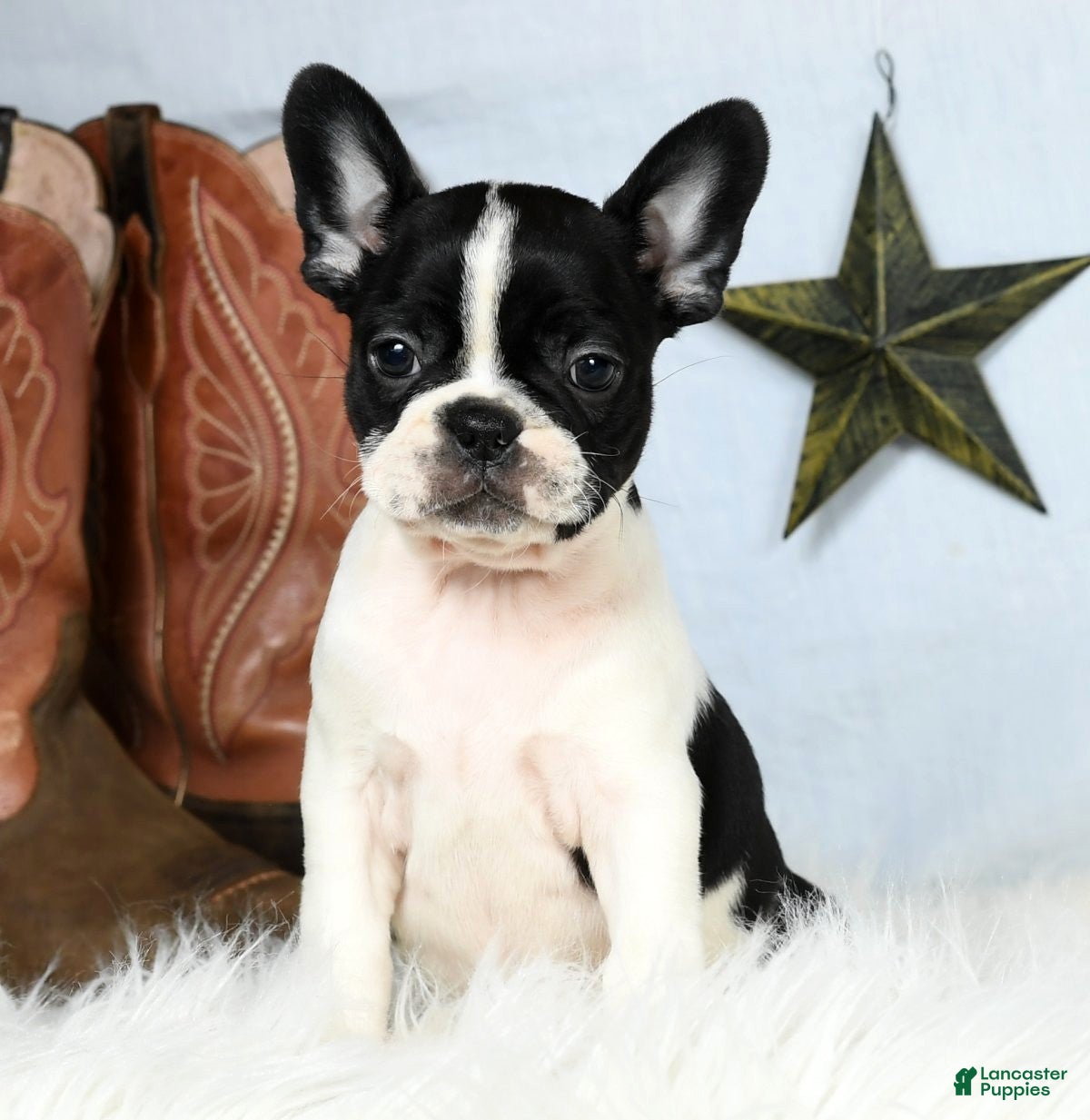 Boston Terrier French Bulldog Cross Maltese Frenchton Puppies For