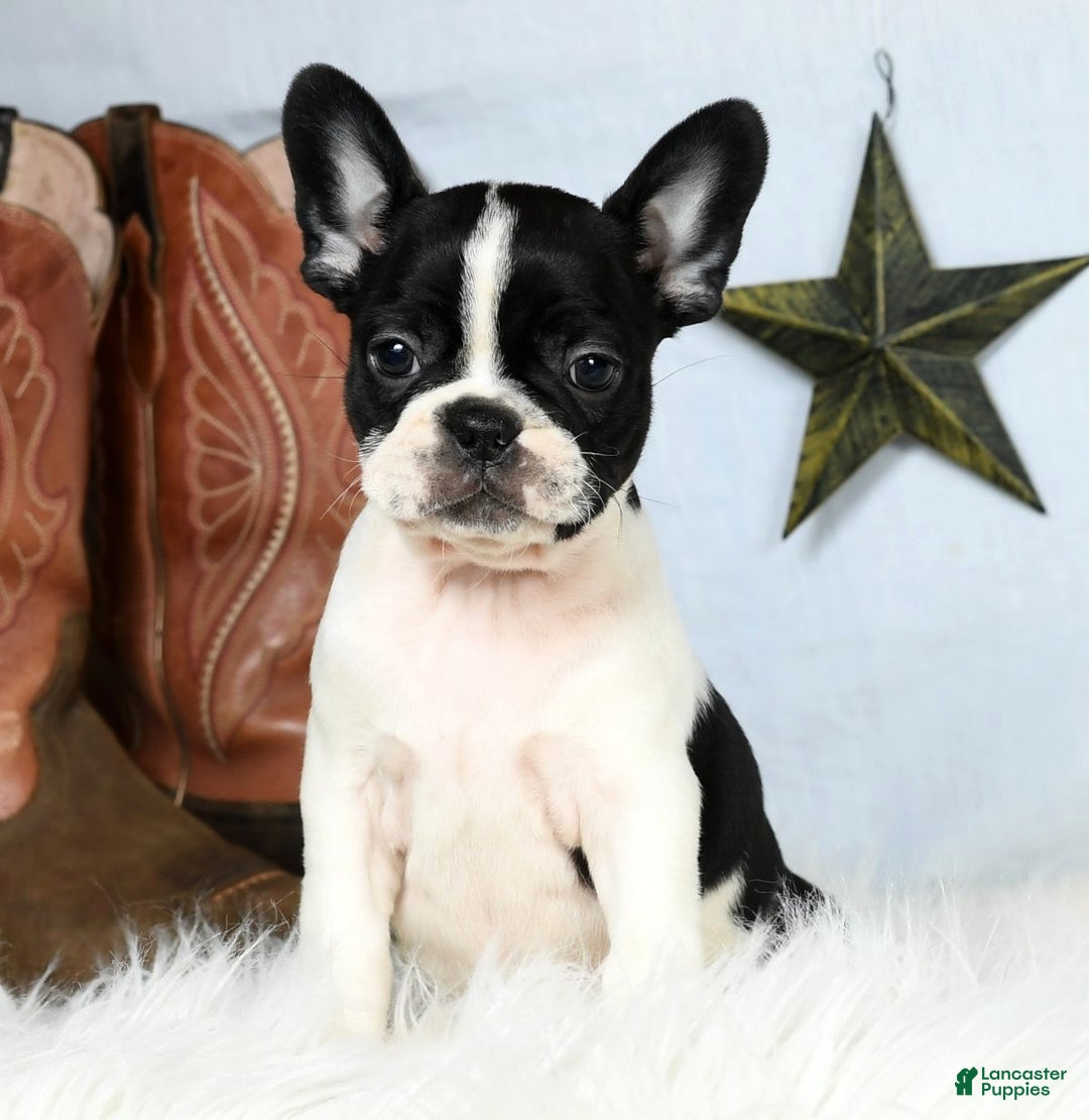Big Boston Bull Terrier Pictures Boston Terrier Puppies For Sale