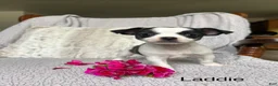 Chihuahua dogs for sale: Laddie - Ad 1