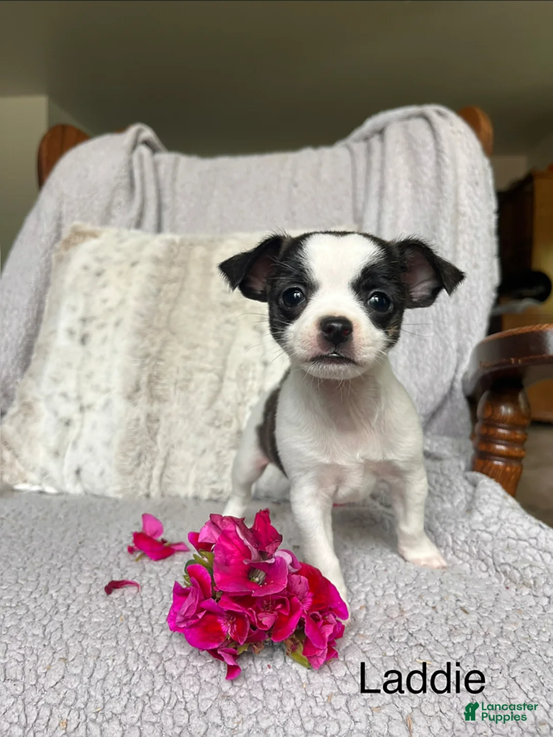 Chihuahua dogs for sale: Laddie - Ad 1