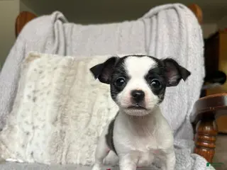 Chihuahua dogs for sale: Laddie - Ad 1