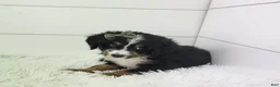 Bernedoodle dogs for sale: Bella - Ad 3