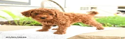 Miniature Poodle dogs for sale: Friendly - Ad 4