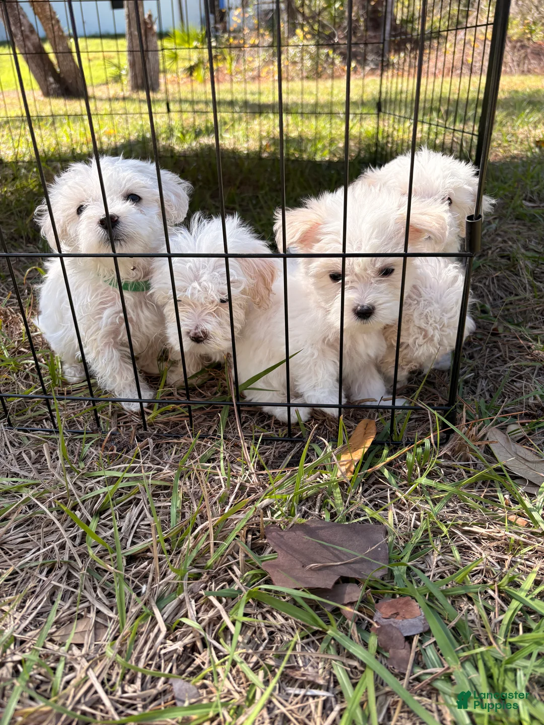 Maltipoo dogs for sale: Borris - Ad 5