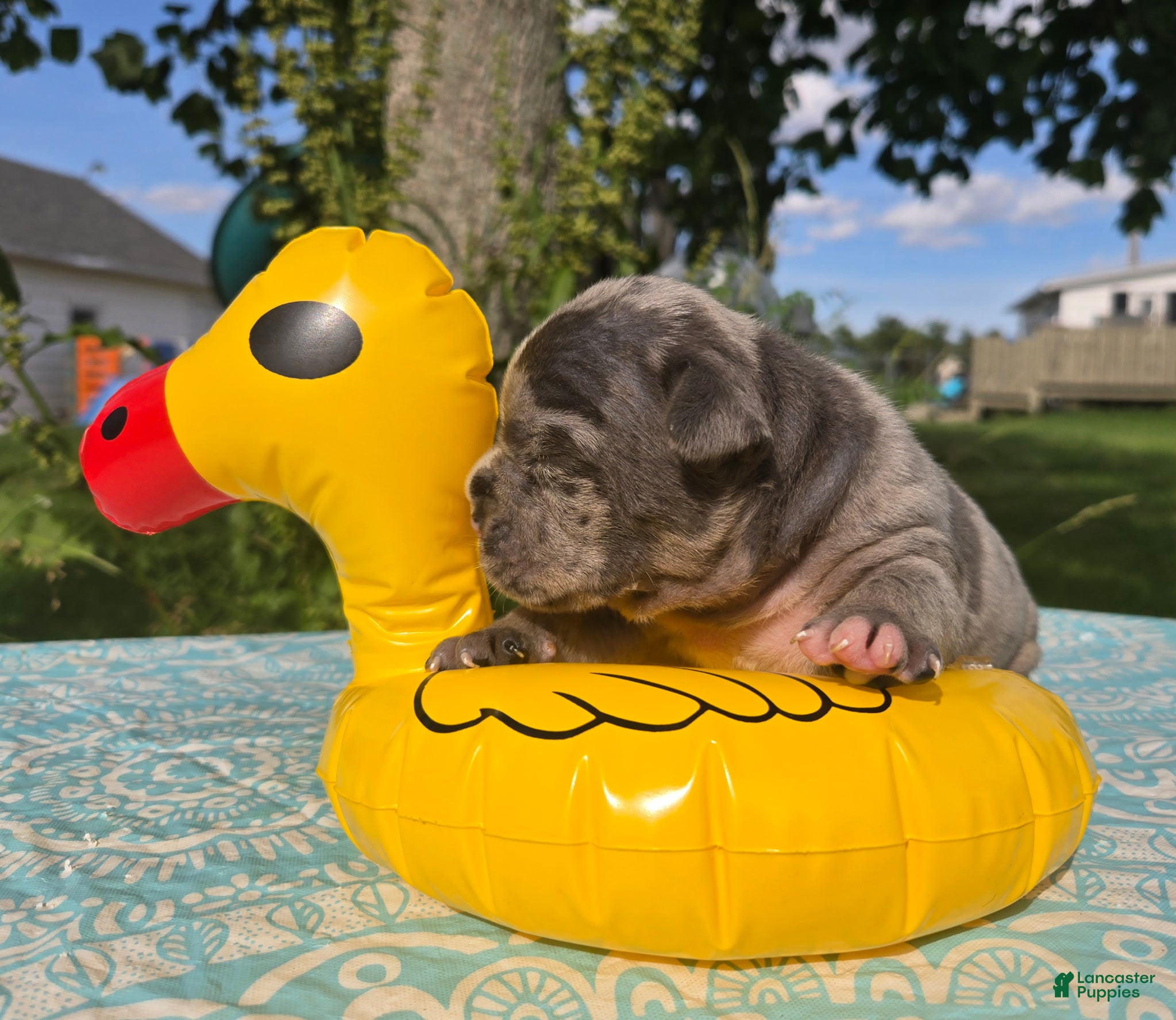 Olde English Bulldogge dogs Chase - Ad 1