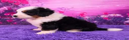 Mini Bernedoodle dogs for sale: Orville - Ad 3