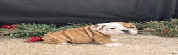 English Bulldog dogs for sale: BJ - Ad 7