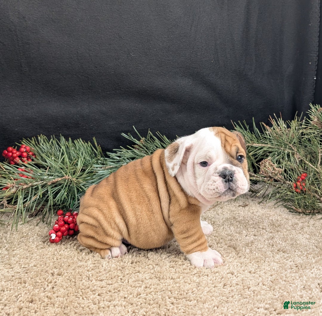 English Bulldog dogs for sale: BJ - Ad 7