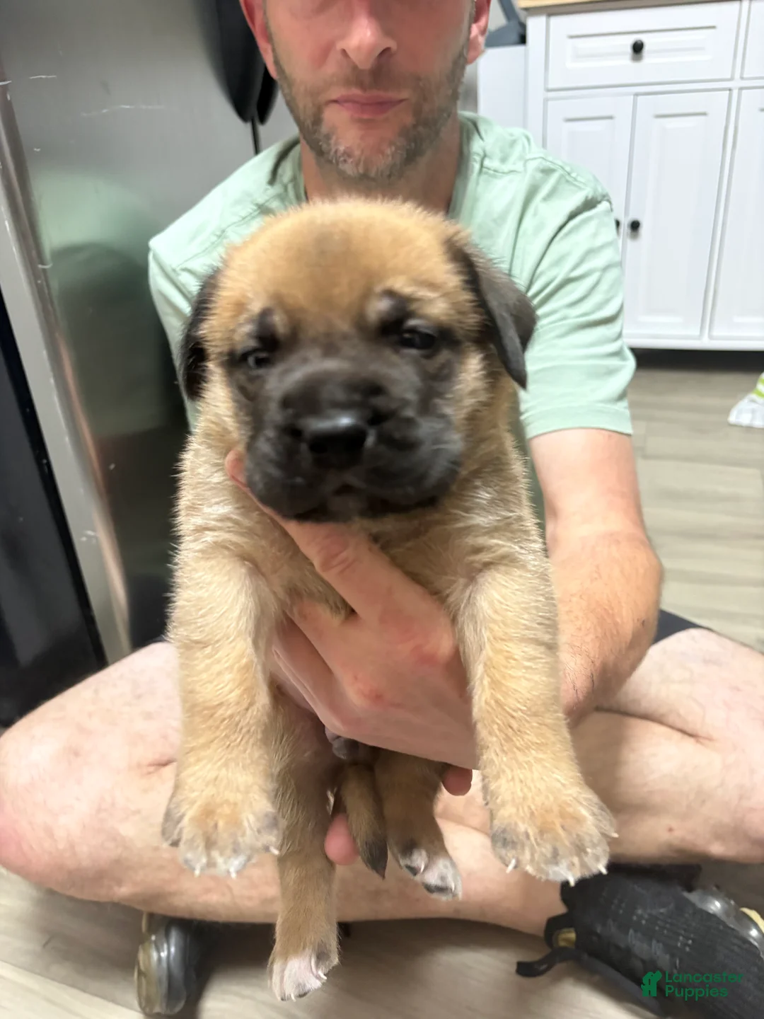 Mixed Breed dogs for sale: Grey - Ad 2