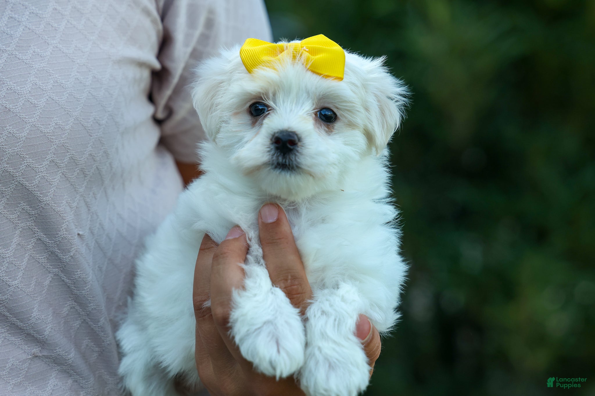 Maltese dogs PEBBLES - Ad 1