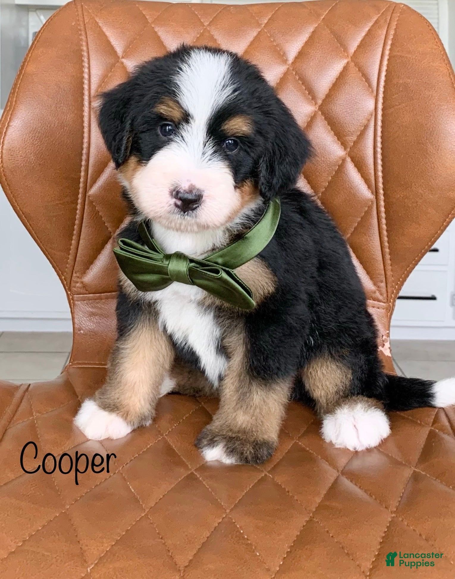 Bernedoodle dogs for sale: Cooper - Ad 2