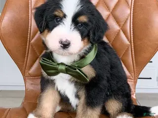 Bernedoodle dogs for sale: Cooper - Ad 2