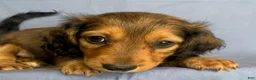 Miniature Dachshund dogs for sale: Charlie - Ad 4