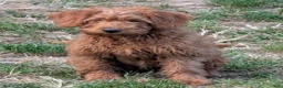 Miniature Labradoodle dogs for sale: Sammi - Ad 3