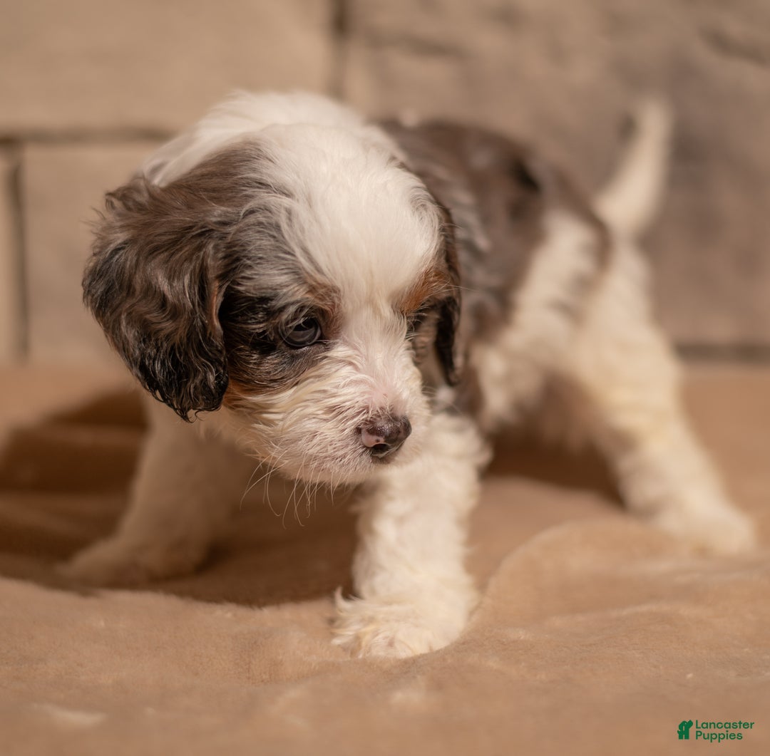 Cavapoo dogs for sale: Max - Ad 5