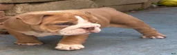 English Bulldog dogs for sale: English Bulldog 1taly - Ad 5