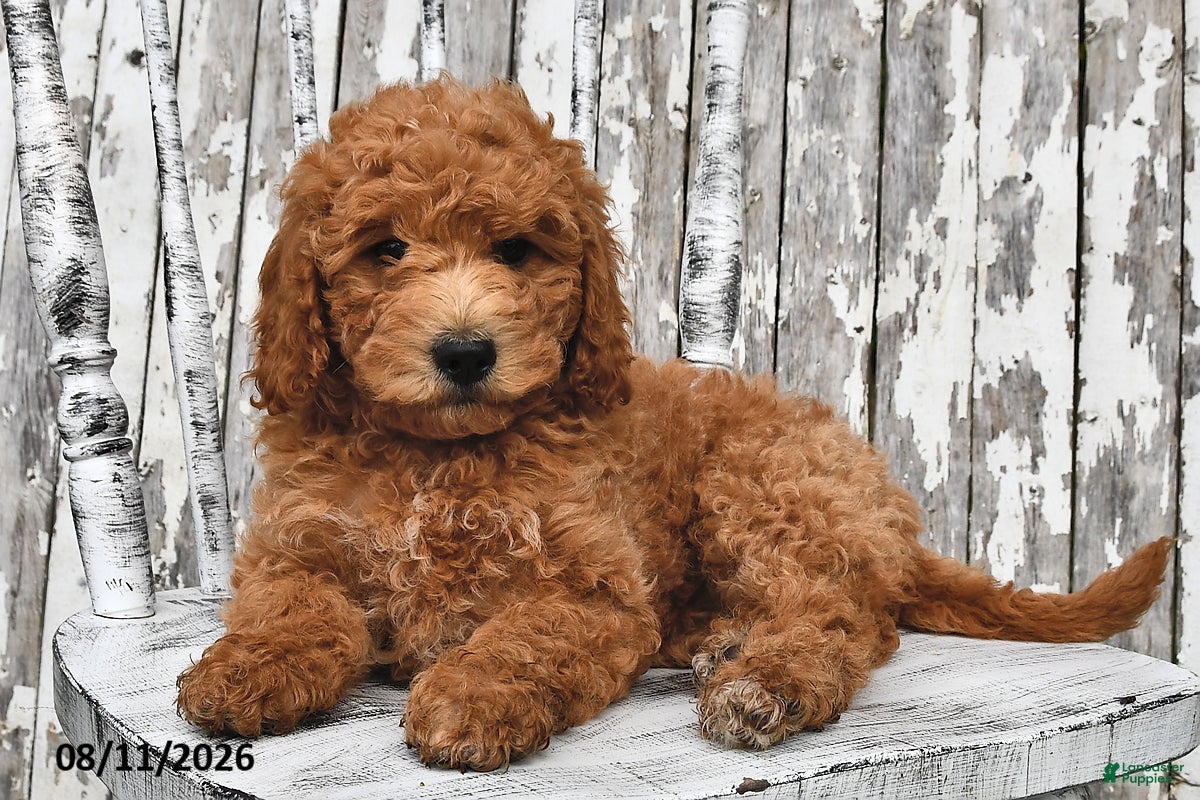 Goldendoodle dogs Becky - Ad 2