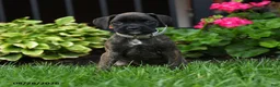 Boxer dogs for sale: Zoey - Ad 5