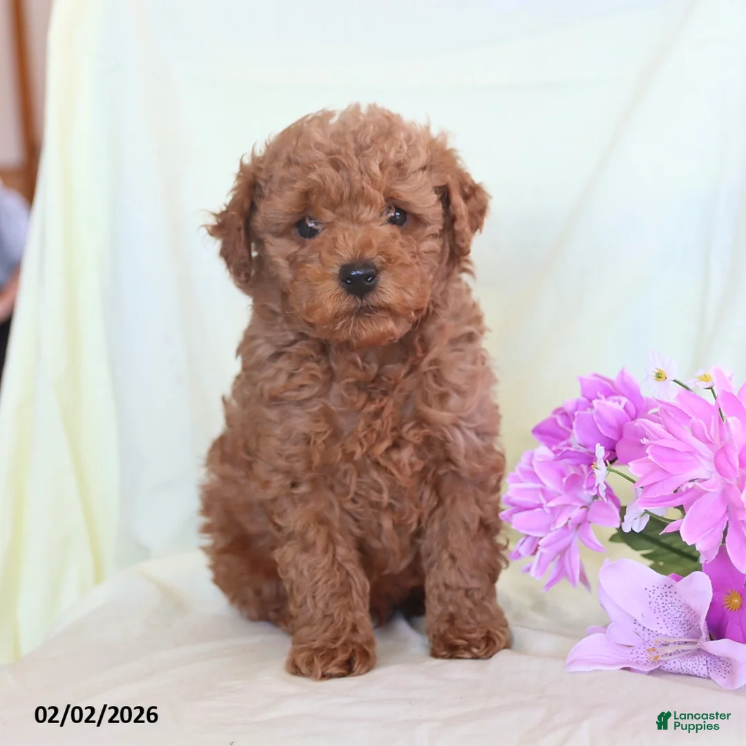 Toy Poodle dogs for sale: Oliver - Ad 5