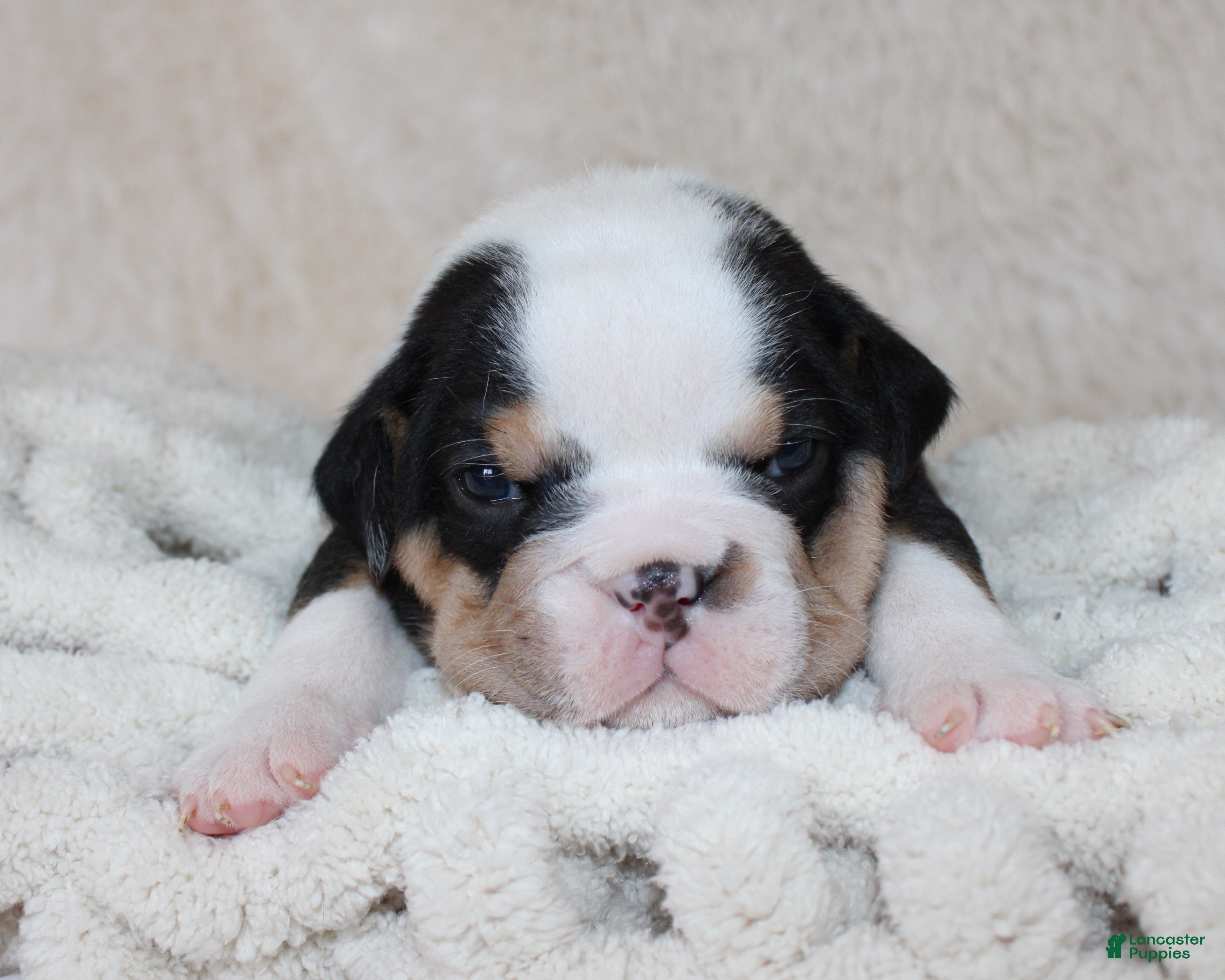 English Bulldog dogs Mabel - Ad 1