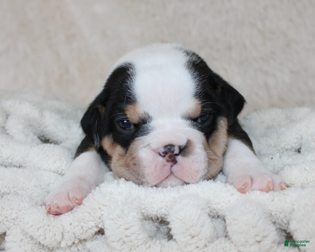 English Bulldog dogs for sale: Mabel - Ad 1