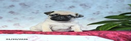Pug dogs for sale: Teddy - Ad 1