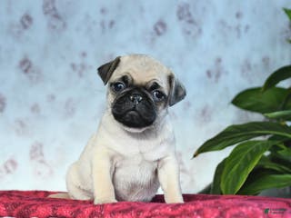 Pug dogs Teddy - Ad 25