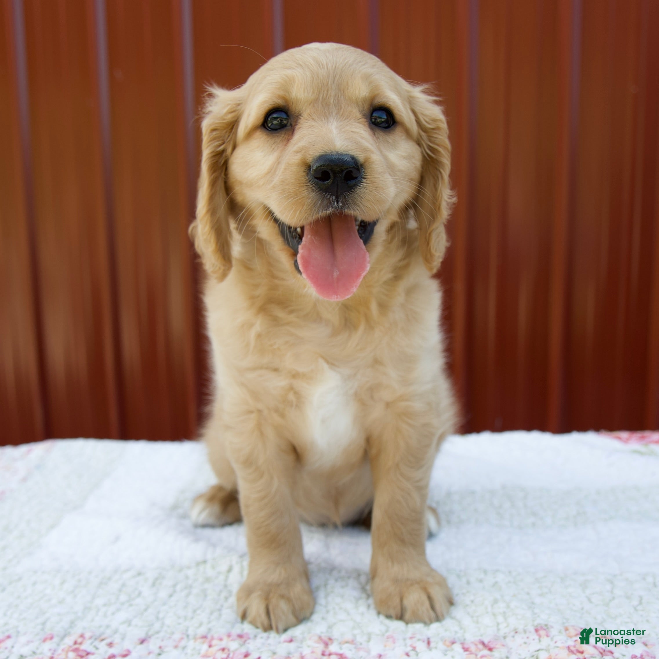 Miniature Golden Retriever dogs Ginger - Ad 1