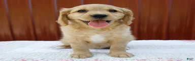 Ginger