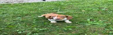 Akc Deloris
