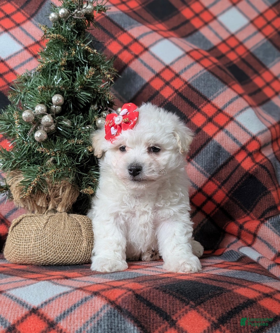 Bichon Frise dogs for sale: Carleen - Ad 3