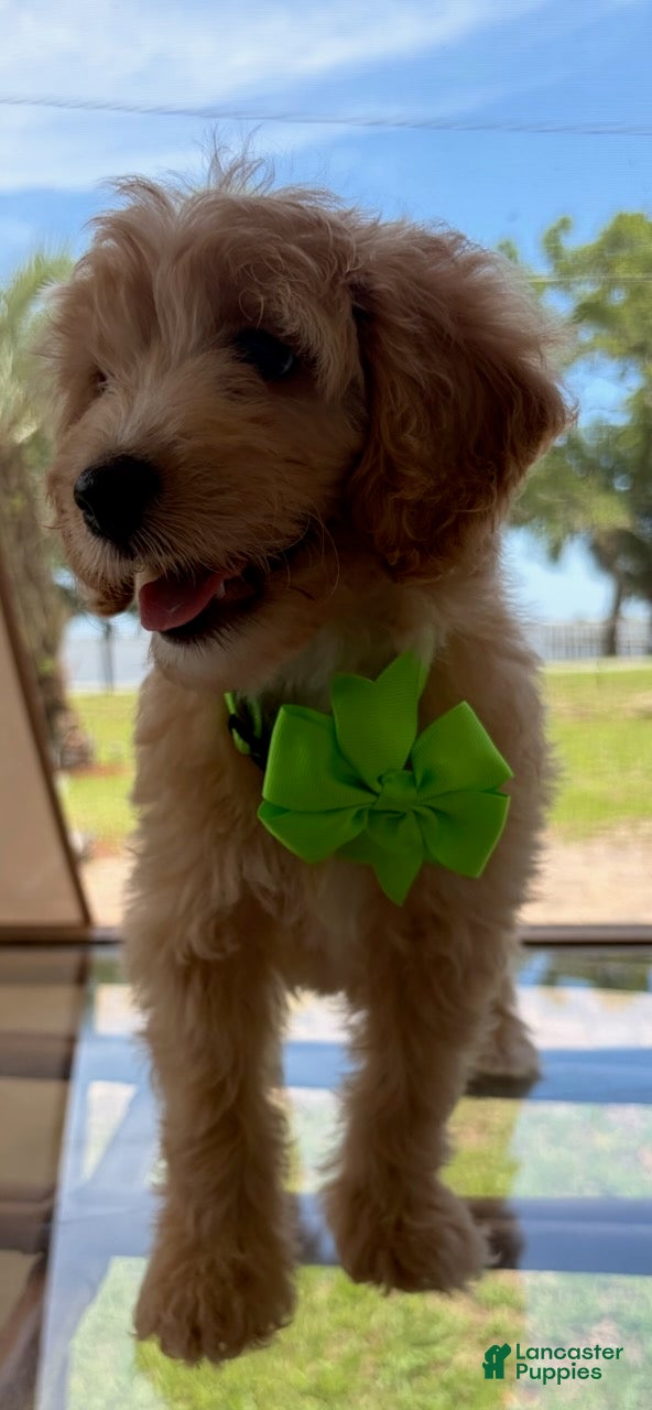 Goldendoodle dogs Gracie - Ad 1